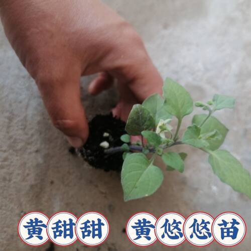黄龙葵苗黄悠悠苗黄甜甜苗穴盘苗