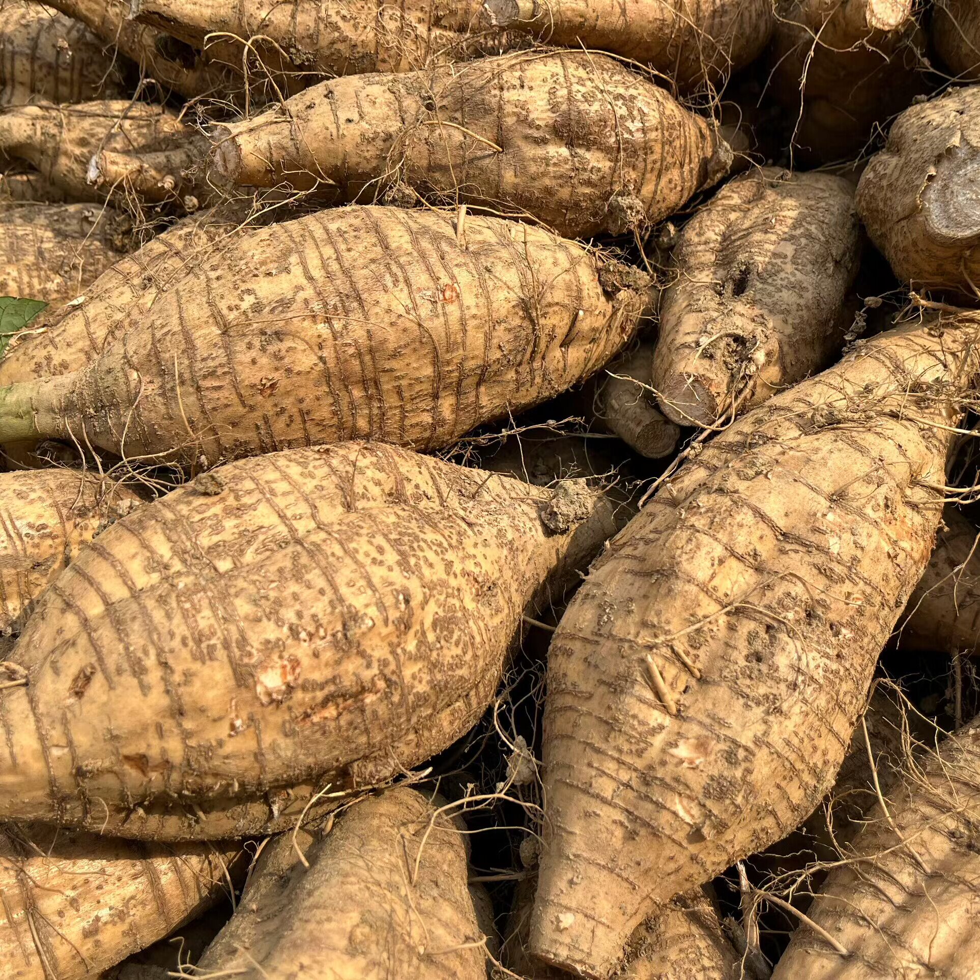 葛根现挖新鲜粉葛根无渣生葛广西特产梧州藤县和平粉葛葛薯3斤