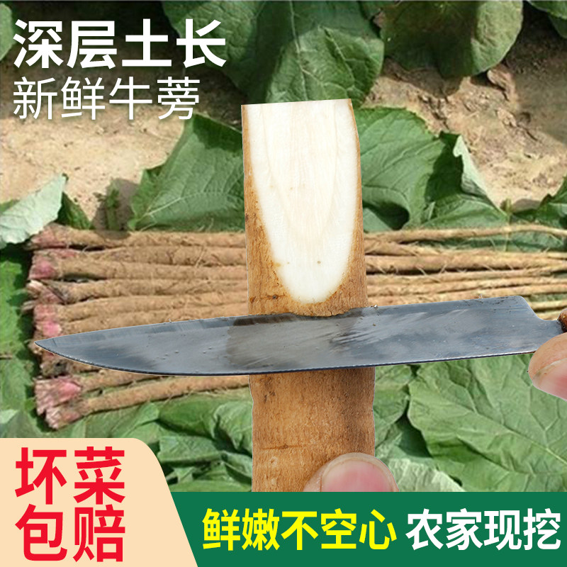 牛蒡根新鲜5斤兰陵现挖2026苍山农产正品野生黄金牛榜旁膀磅茶片