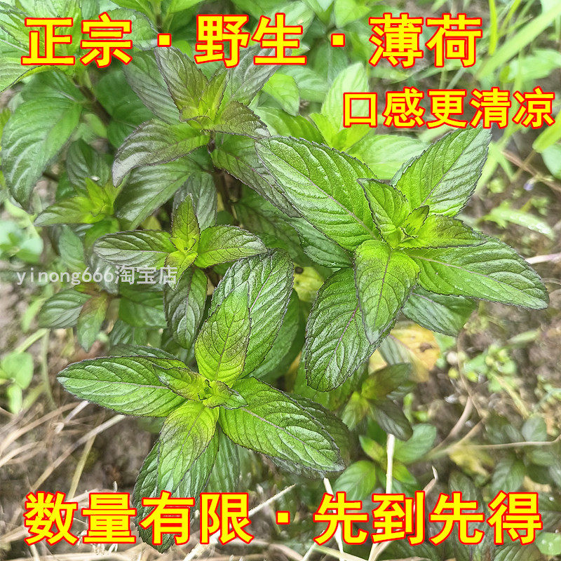 正宗野生药用薄荷苗泡茶清凉驱蚊水培绿植