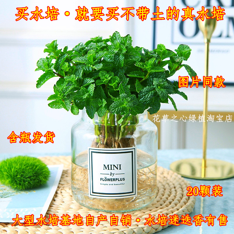 正宗不带土水培薄荷室内驱蚊包邮