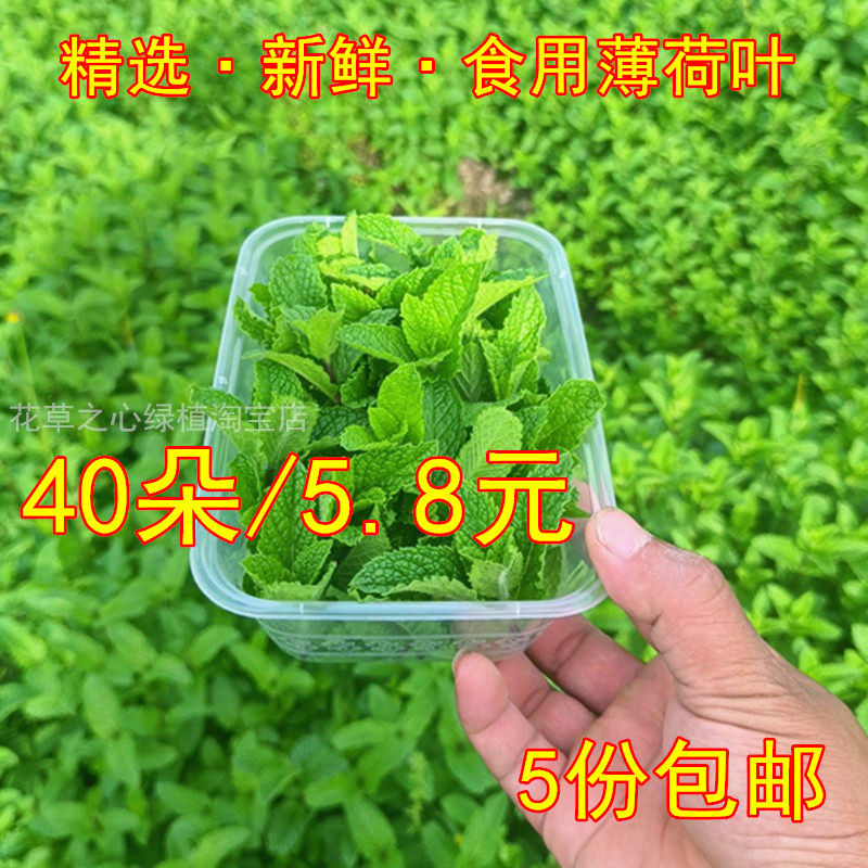 新鲜食用留兰香莫吉托薄荷叶调酒香草植物
