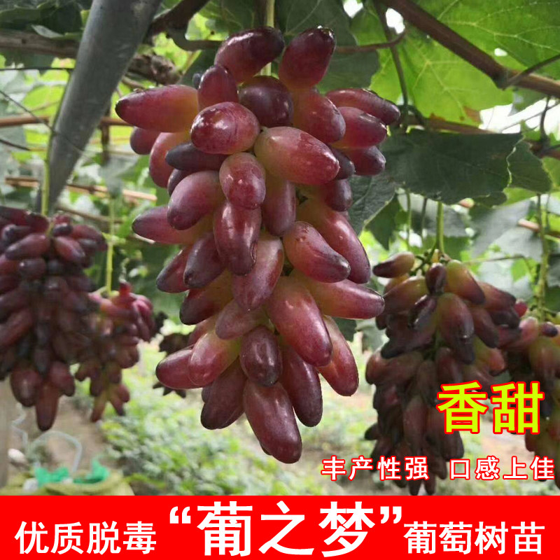 嫁接葡之梦葡萄树苗无核小辣椒女巫手指葡萄苗北南方种植当年结果