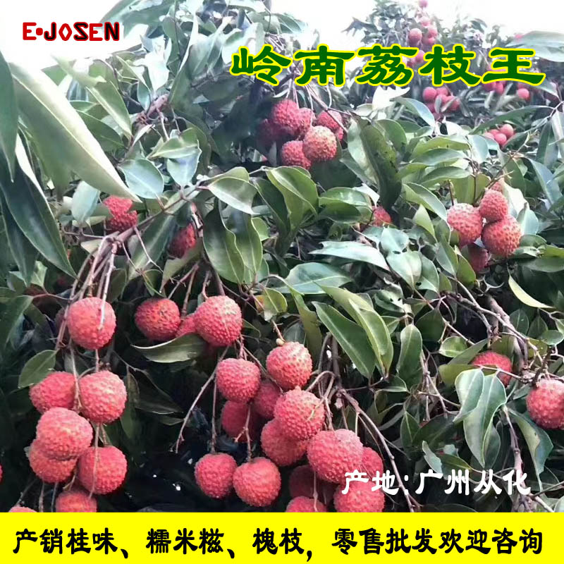 缺货】广州从化荔枝新鲜水果岭南荔枝王桂味可入园
