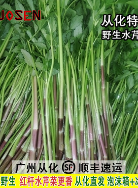 从化新鲜水芹菜原生态野生红杆小叶芹细嫩烤肉凉拌韩国料理专用