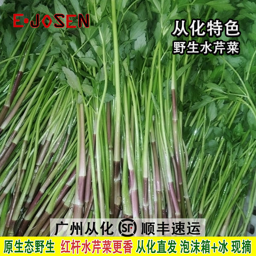 E-JOSEN从化野生红杆水芹菜新鲜