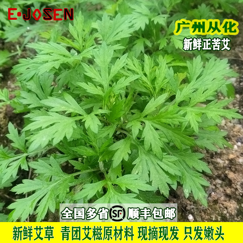 顺丰速运】从化野生艾草新鲜食用五月艾现摘清明做青团苦艾包邮