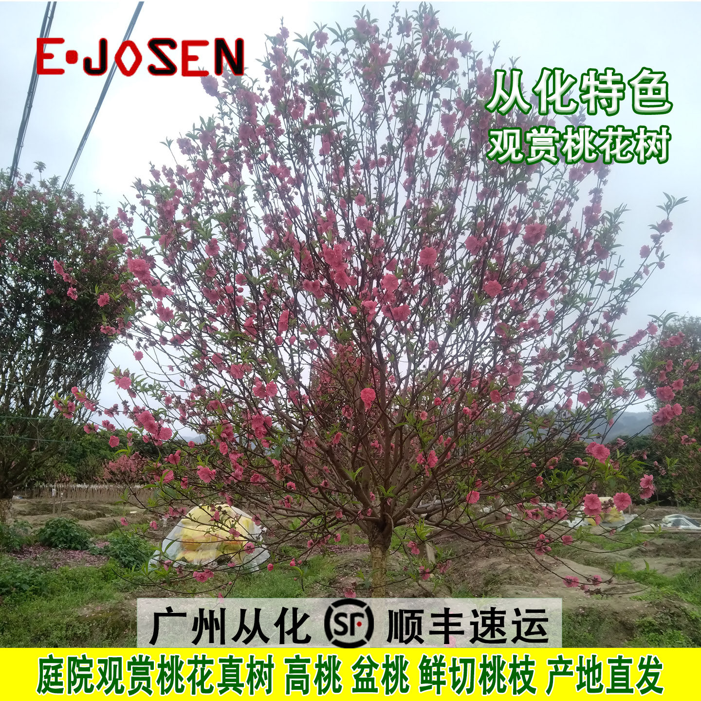 广州观赏桃花真树春节元宵花卉客厅阳台盆栽庭院耐寒桃花树花苞多,鲜花速递/花卉仿真/绿植园艺,造型盆景,淘宝优惠券,粉丝福利购,淘宝优惠卷