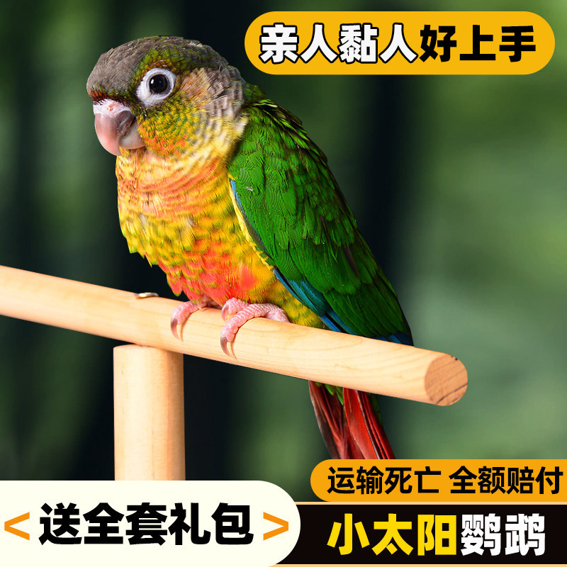 鹦鹉活鸟活物家养宠物小鸟中小型会说话手养小太阳鹦鹉包活