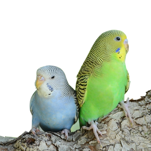 虎皮鹦鹉活鸟中小型会说话的宠物鸟活物手养玄凤幼鸟小鸟活体鸟笼