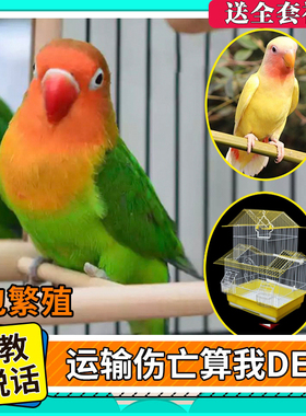 费氏牡丹鹦鹉活鸟活物手养黄桃绿桃小鸟会学说话宠物家养成年繁殖