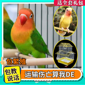 费氏牡丹鹦鹉活鸟活物手养黄桃绿桃小鸟会学说话宠物家养成年繁殖