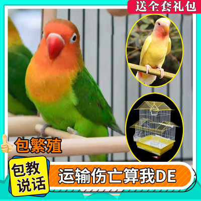 费氏牡丹鹦鹉活鸟活物手养黄桃绿桃小鸟会学说话宠物家养成年繁殖