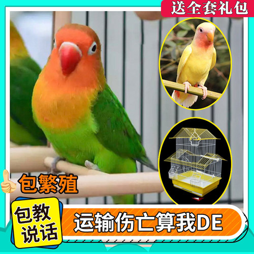 费氏牡丹鹦鹉活鸟活物手养黄桃绿桃小鸟会学说话宠物家养成年繁殖