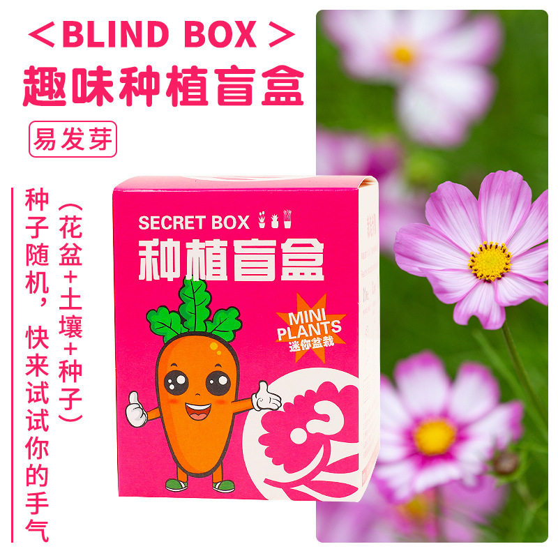 桌面迷你小盆栽盲盒绿植儿童学生奖品办公室室内好养懒人花卉礼品