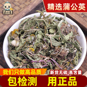 仙太医大别山野生蒲公英中药材500g婆婆丁草干货黄花地丁茶