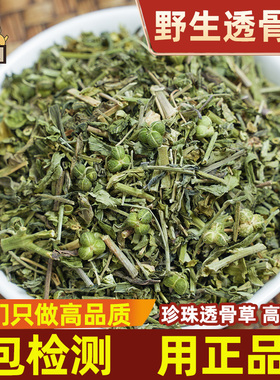 野生透骨草中药材500g大别山珍珠透骨草 正品透骨草 可磨透骨草粉