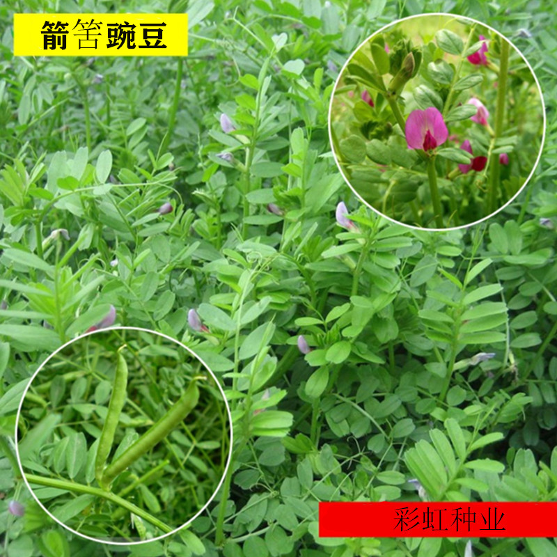 箭舌豌豆种子红花苕子野豌豆果大巢菜园绿肥蜜蜂植物牧草饲料种子