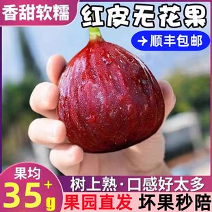 顺丰空运云南红皮新鲜无花果鲜果大果鲜无花果紫皮无花果新鲜现摘