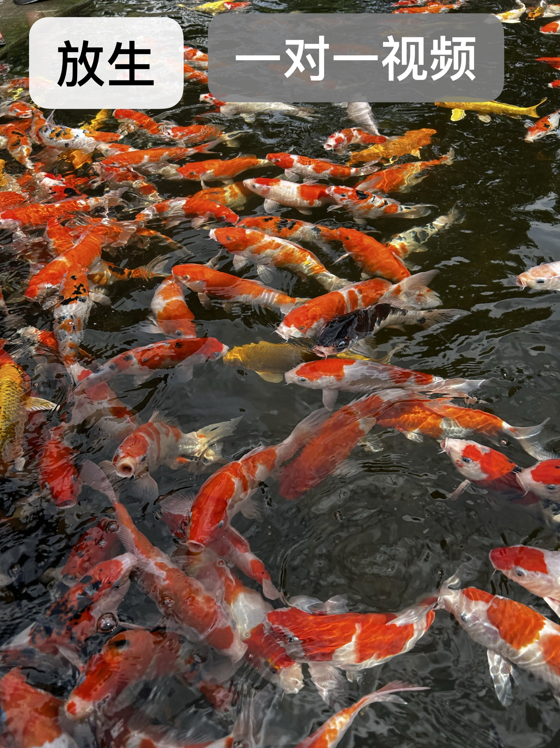 泰国 佛 日 放生鱼类 放生龟 等捐棺捐瓦等各类项目一对一返视频