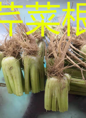 新鲜芹菜根现挖现发凉拌腌制咸菜根水培土培芹菜根产地鲜嫩蔬菜