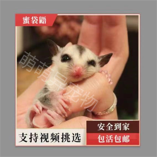 蜜袋鼯预定白脸公白脸母马赛克纯白预售白脸马赛克西藏新疆不发