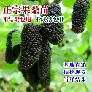 桑葚树苗四季果桑苗无籽大十台湾长果桑桑葚苗桑果苗占地桑树苗