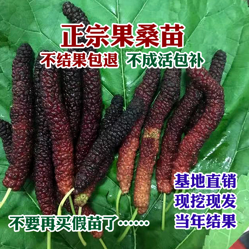 台湾长果桑桑葚树苗果桑苗占地果树四季果桑