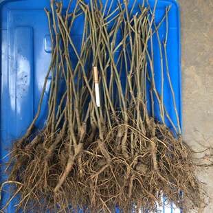 桑葚树苗桑树苗桑葚苗嫁接苗占地果树四季果桑无籽大十