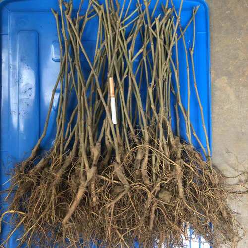 桑葚树苗桑树苗桑葚苗嫁接苗占地果树四季果桑无籽大十