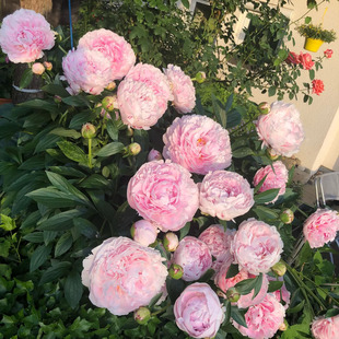 荷兰进口芍药花苗菏泽重瓣芍药鲜花观赏芍药花卉根块庭院地栽盆栽