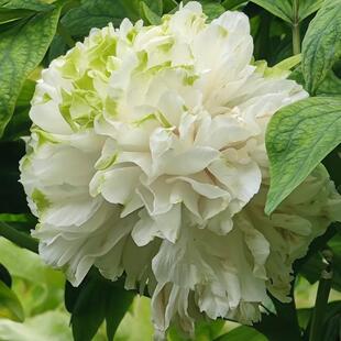 牡丹花苗绿幕隐玉（琼台玉露）山东菏泽发货庭院地栽阳台盆栽正宗