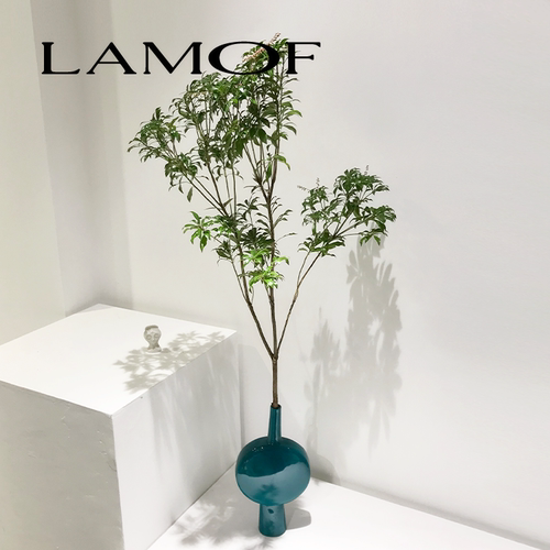 进口日本马醉木水培绿植