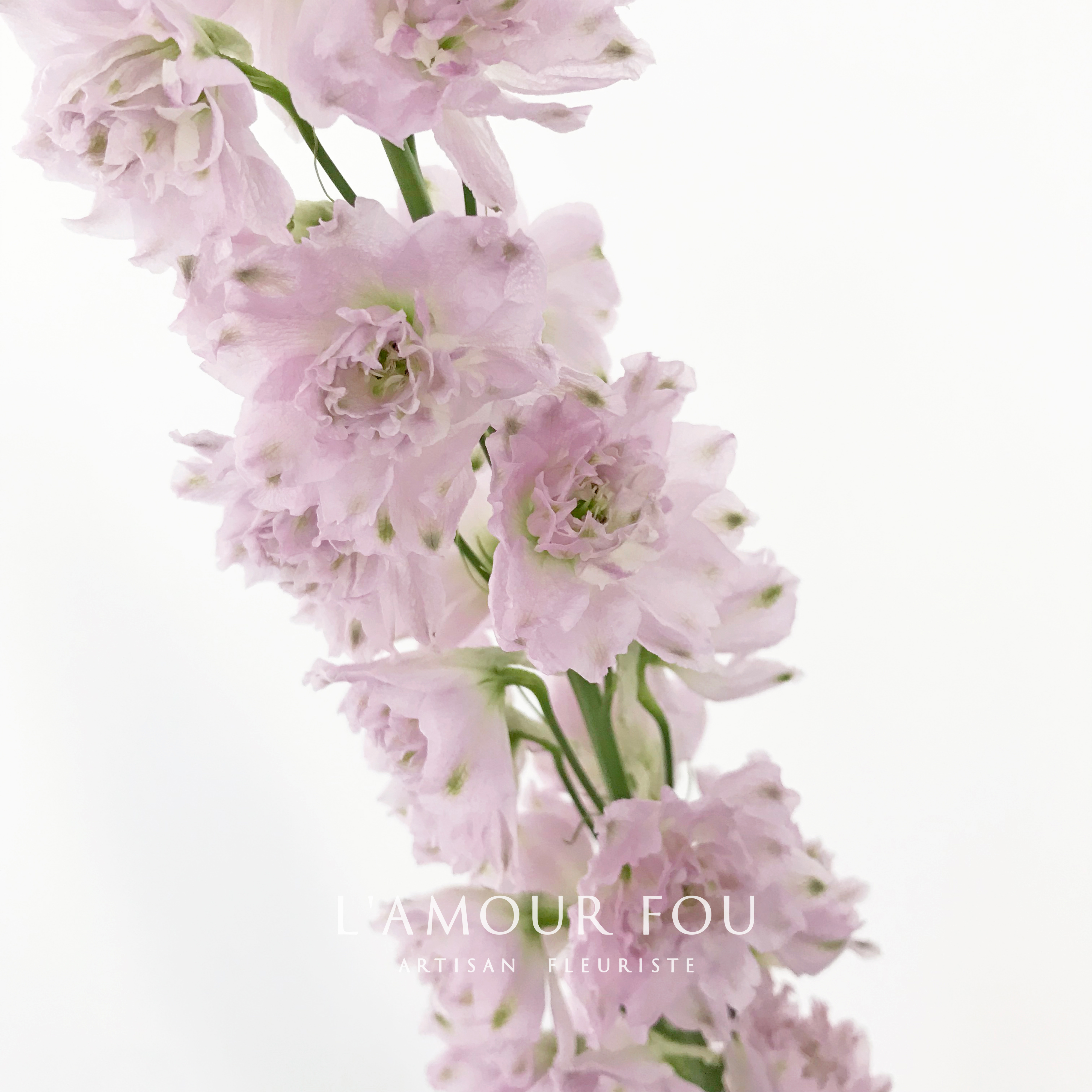 大飞燕草价格 大飞燕草图片 星期三