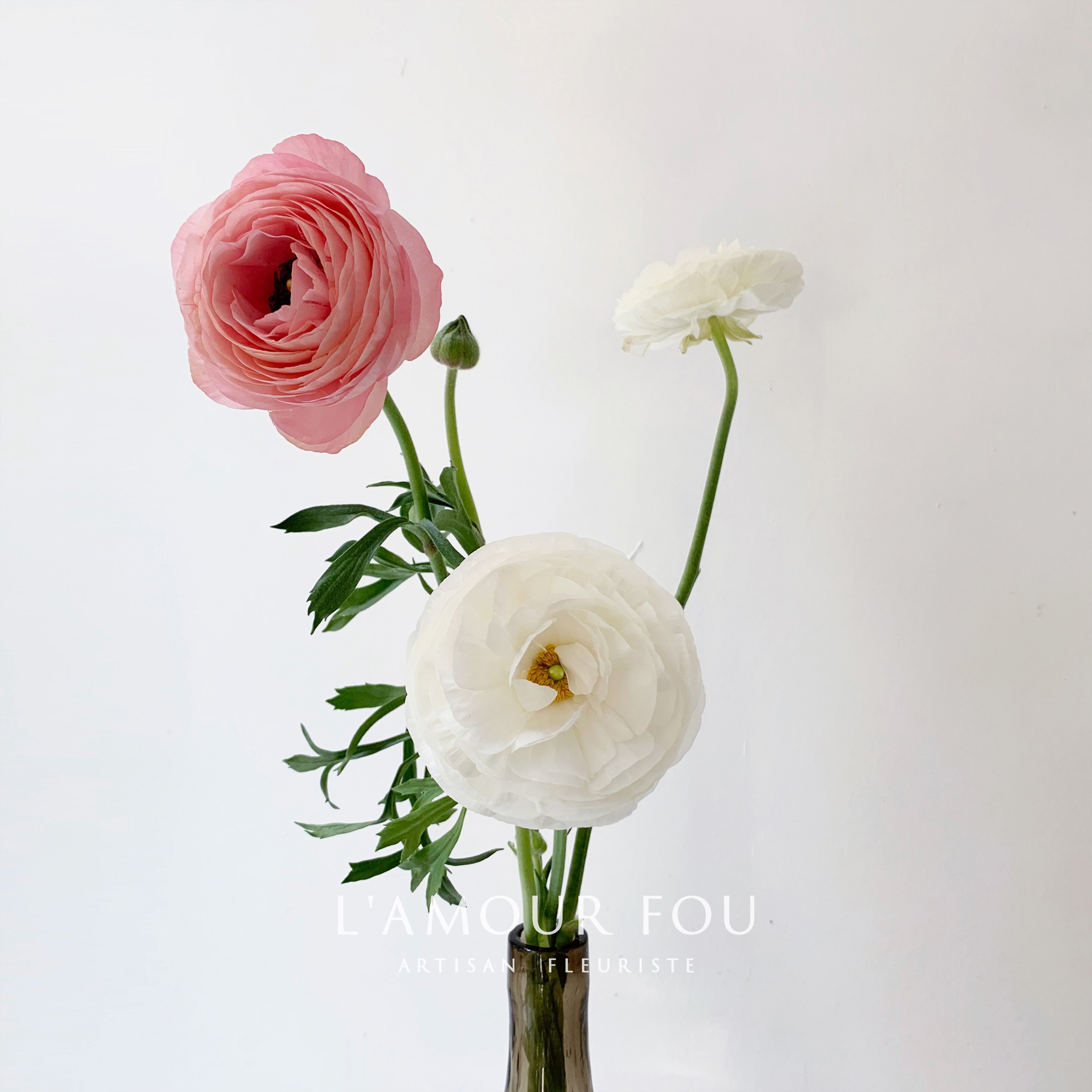 (当季)白色花毛莨红色粉色洋牡丹轻盈初春花材自然风格