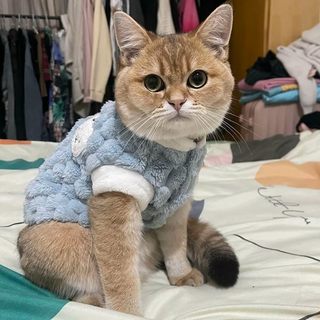 猫咪衣服秋冬款防掉毛加绒保暖马甲金渐层英短布偶宠物棉衣可牵引