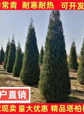 坟前绿化树塔柏柏墓地松柏柏树青松盆栽小苗树苗龙柏幼苗盆景地