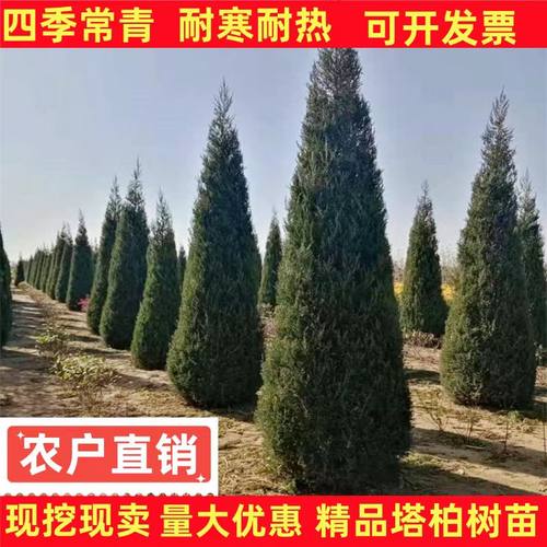 坟前绿化树塔柏松柏幼苗