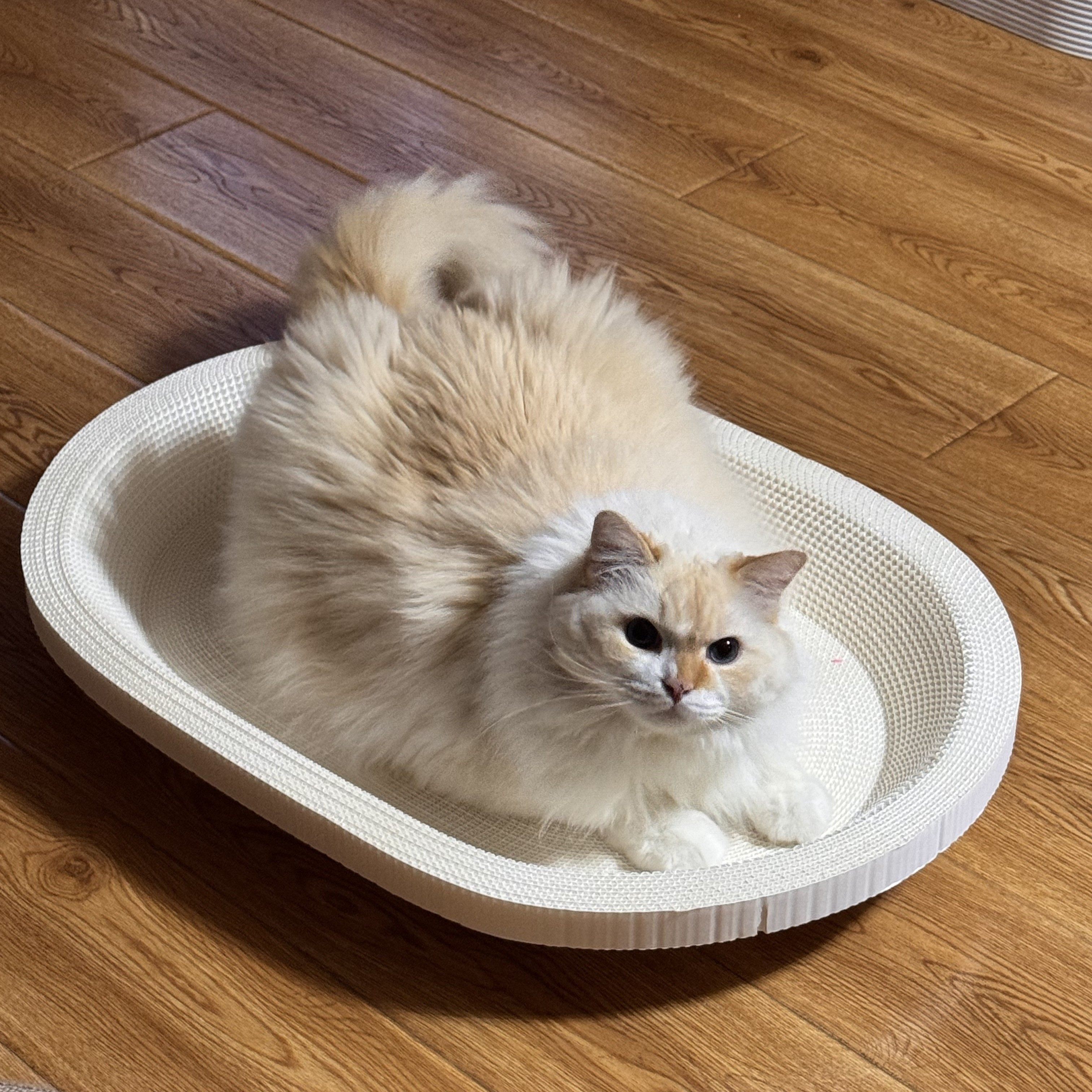 白卡纸猫抓板70厘米白卡木浆纸猫抓板加大耐抓耐磨不掉屑巨大,宠物/宠物食品及用品,猫窝/屋/帐篷/沙发,淘宝优惠券,粉丝福利购,淘宝优惠卷