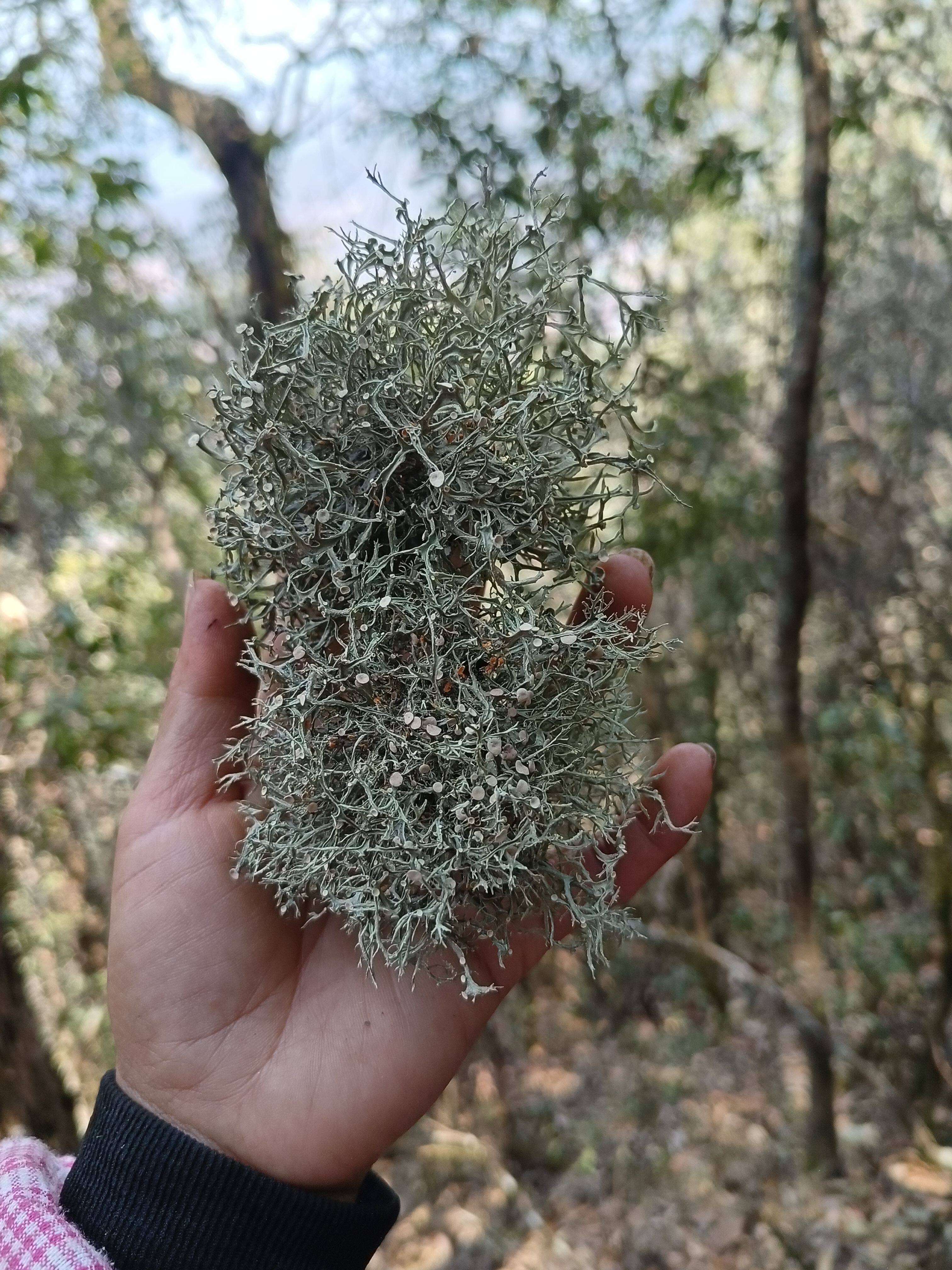 云南特产树花无任何忝加食用干树花树胡子
