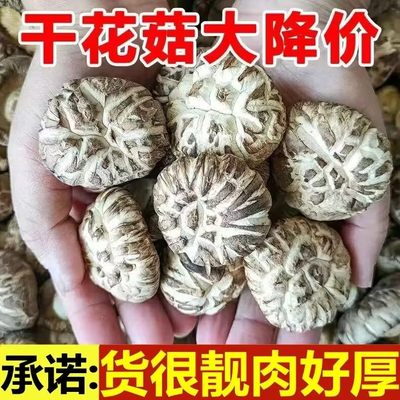 新货精选厚肉大花菇小花菇500克包邮椴木菌菇蘑菇冬菇大小可选