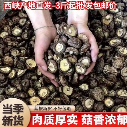 新货西峡产地干香菇批发包邮餐饮商用5斤无根蘑菇椴木菇菌菇冬菇