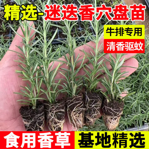 迷迭香盆栽牛排用新鲜香草苗可食用绿植盆栽室内客厅驱蚊四季好养