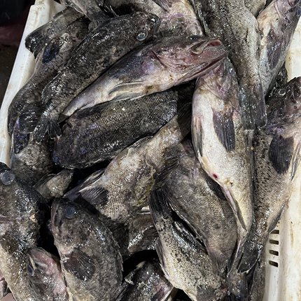 黑头鱼 4 斤 7 条