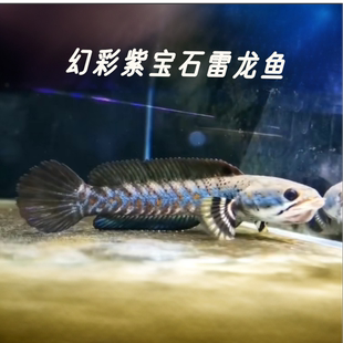 幻彩紫宝石雷龙鱼淡水中小型热带猛鱼幻紫雷龙活体幻蓝红好养耐活
