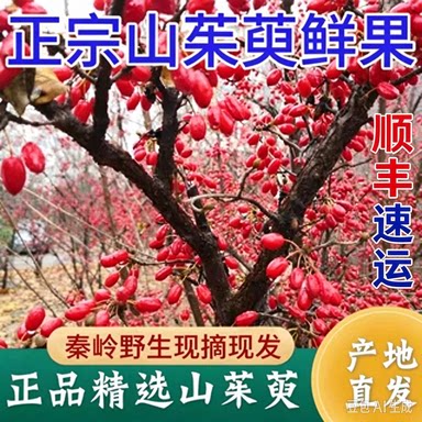 无陕西茱萸无核茱萸肉干货