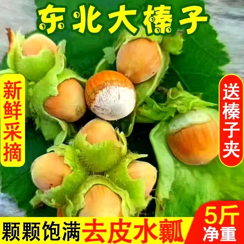 2026年新鲜带绿皮水仁大榛子新货东北辽宁水瓤青皮野山榛子生榛子