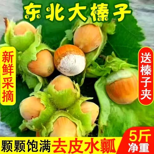 2026年新鲜带绿皮水仁大榛子新货东北辽宁水瓤青皮野山榛子生榛子