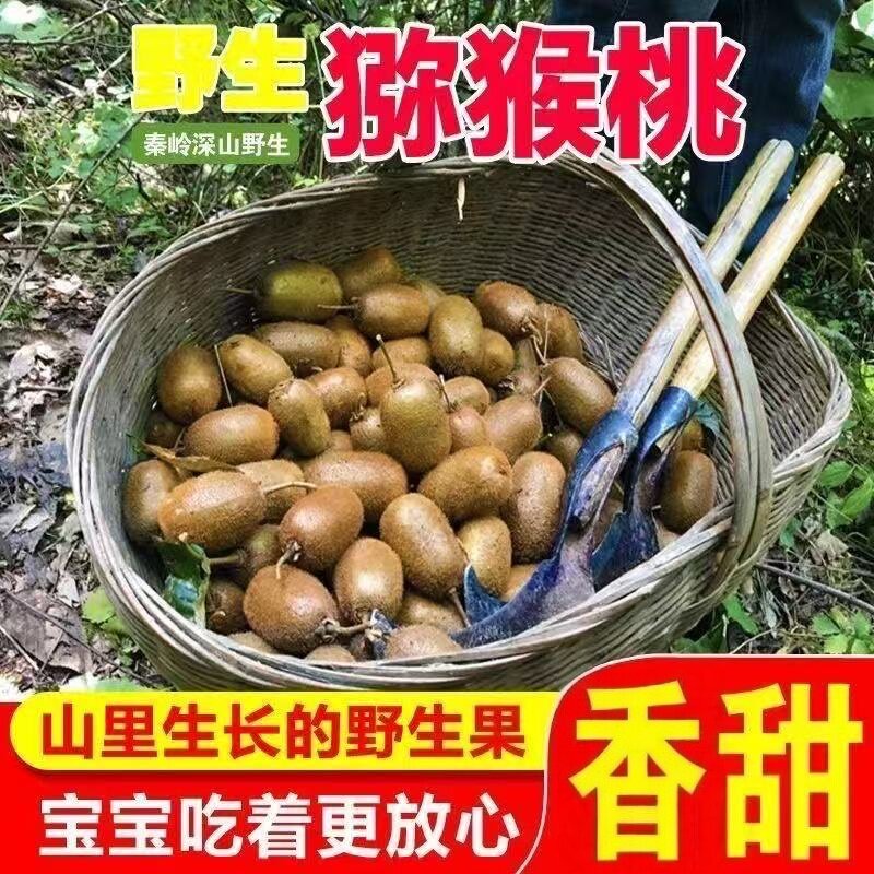 正宗秦岭猕猴桃现摘先发