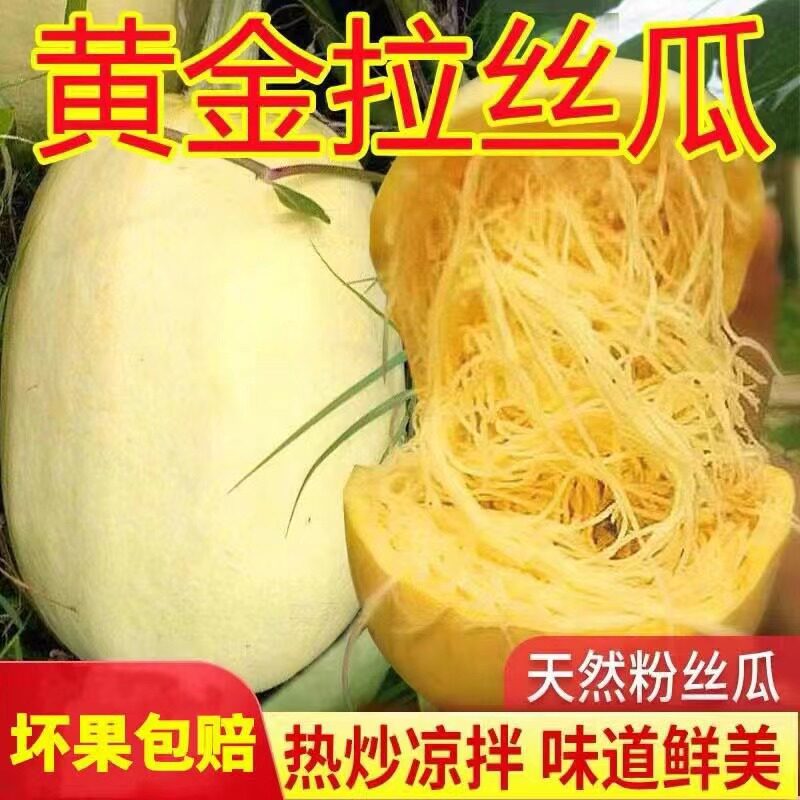 河南现摘金丝瓜金瓜蜇丝瓜绞瓜角瓜搅瓜拉丝新鲜天然凉拌网红推荐